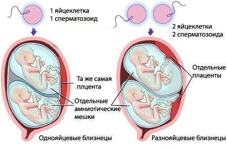Во сколько недель начинает шевелиться плод при первой беременности, на каком сроке это происходит при второй гестации?