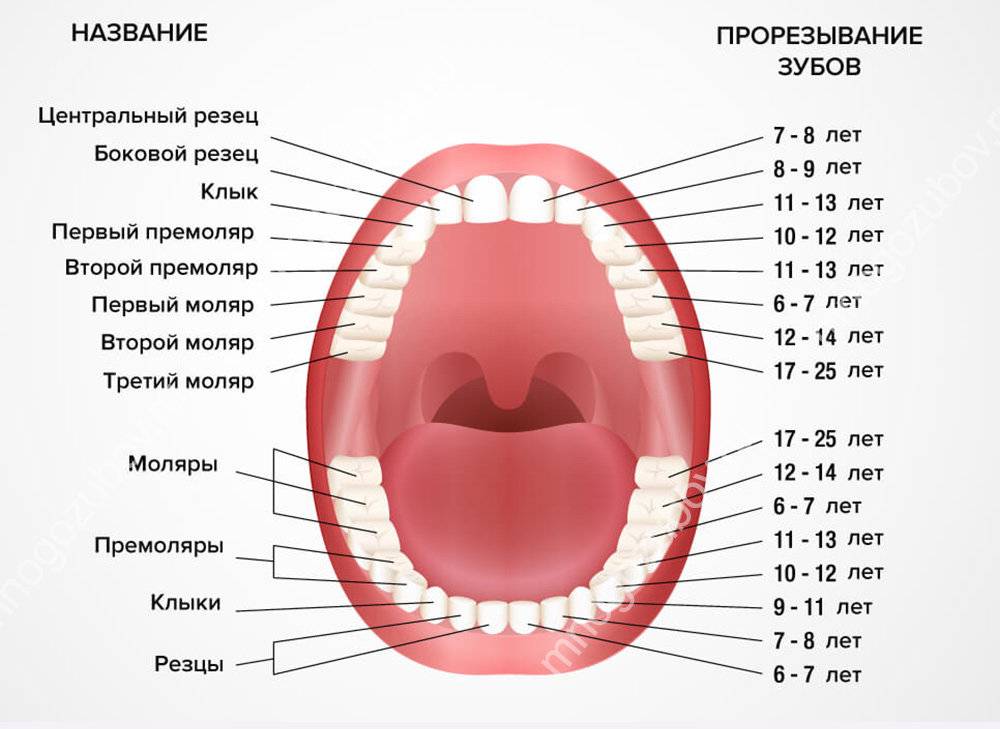 Когда и как молочные зубы смениваются постоянными