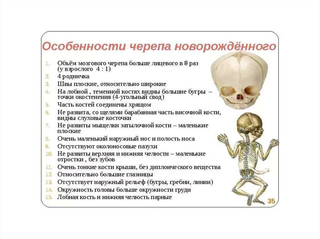 Размер головы у новорожденных по месяцам: нормальные показатели и отклонения от нормы