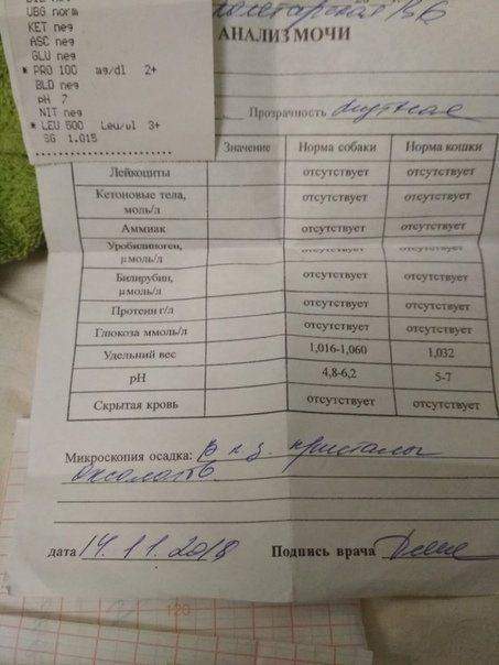 Анализ мочи у ребенка: расшифровка, норма у детей, таблица, как сдать анализ