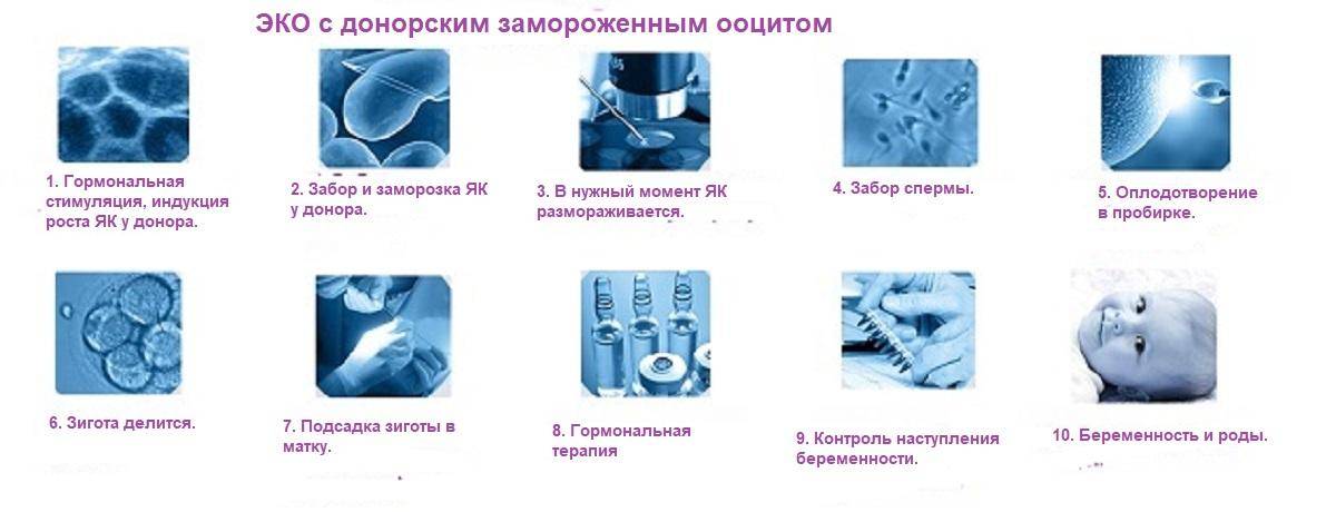 ЭКО с донорским эмбрионом: как проходит процедура, какова ее результативность?