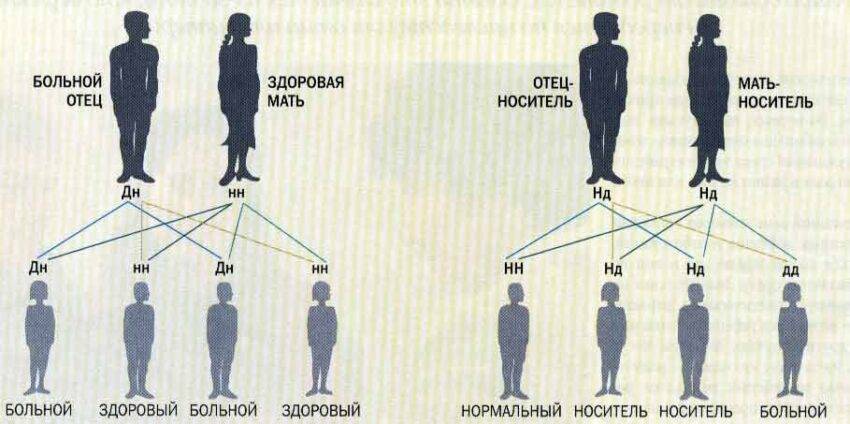 От кого ребенок наследует интеллект