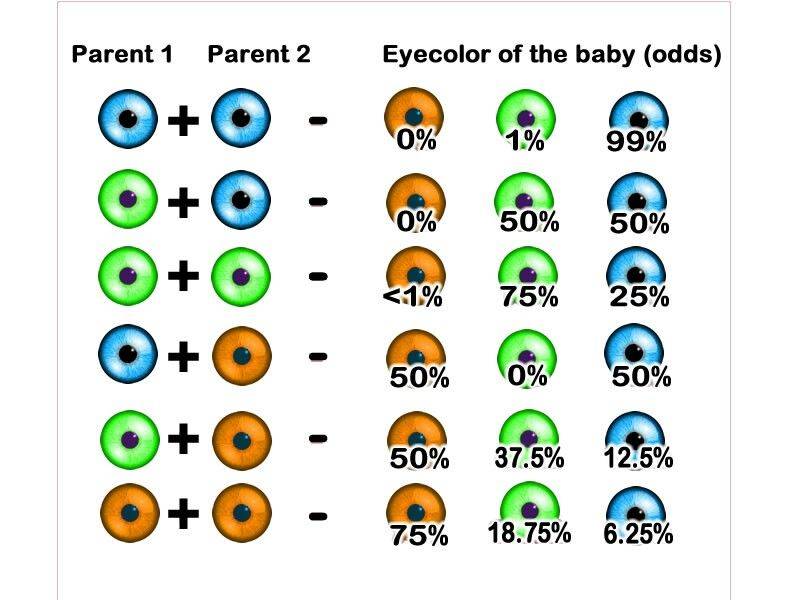Почему у кареглазых родителей рождаются голубоглазые дети
