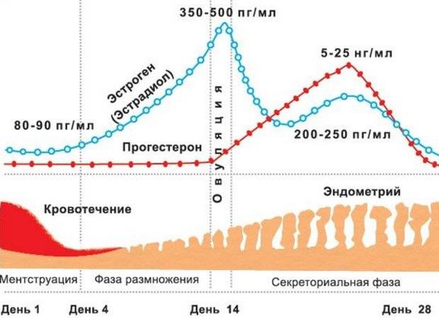 Прогестерон - роль в организме, нормы и избыток