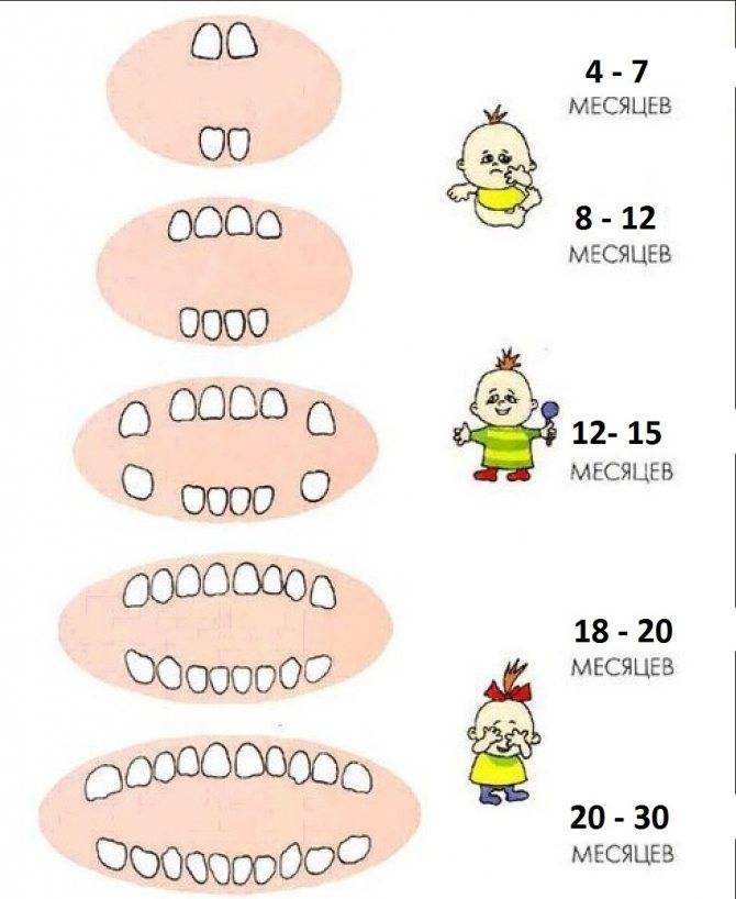 Когда начинают резаться зубки: как понять и чем помочь младенцу