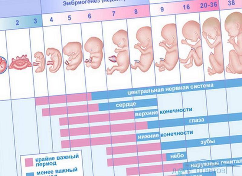 Через сколько можно узнать о беременности после зачатия?