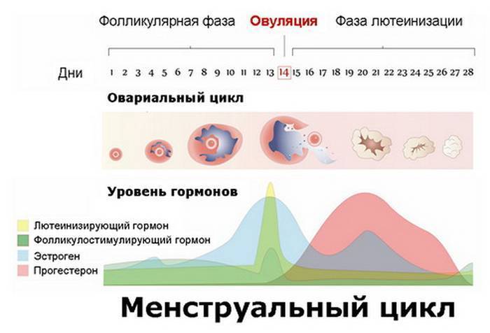 Полип эндометрия и беременность: диагностика, риски, лечение | клиника "центр эко" в москве