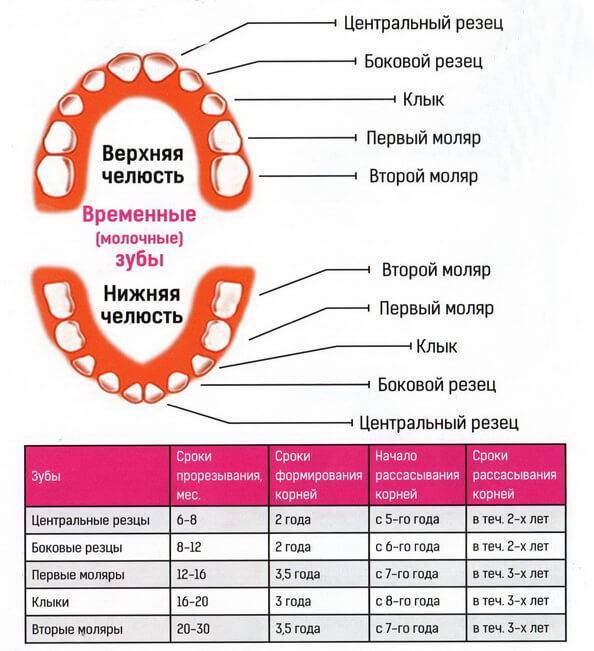 Молочные зубы у детей: схема и сроки выпадения, прорезывания по возрасту (таблица)