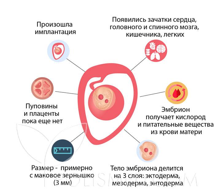 Признаки и особенности имплантации эмбриона