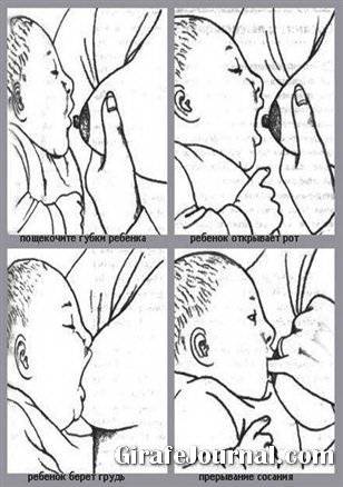 Как младенец берет грудь