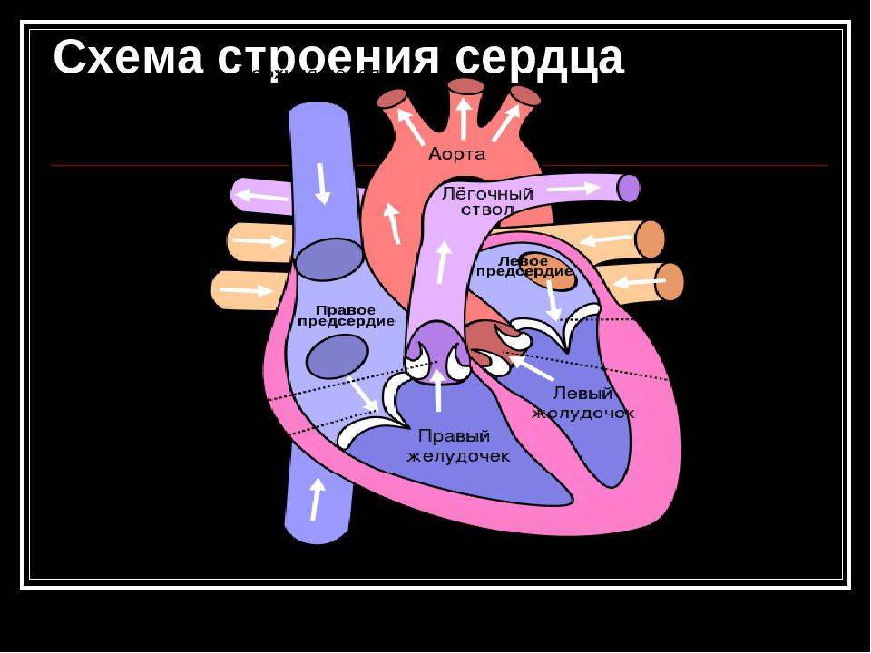 Сердце простейших. Сердце схема строения анатомия. Строение сердца человека схема. Схема структуры строения сердца. Строение человеческого сердца схема.