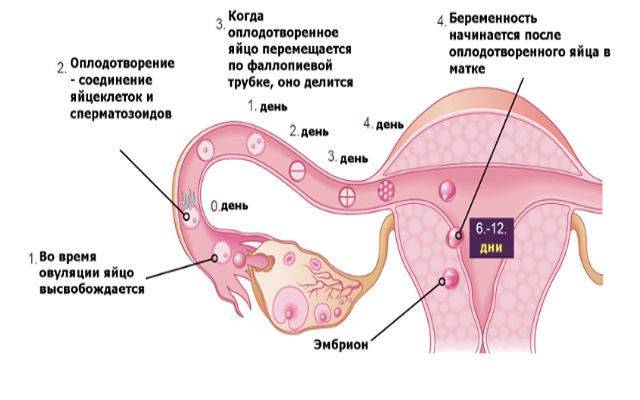 Имплантация эмбриона