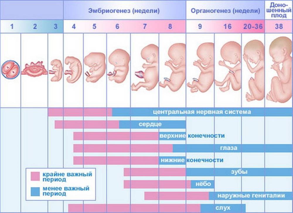 Шевеление плода при беременности: норма, на каком сроке начинаются, таблица | азбука здоровья