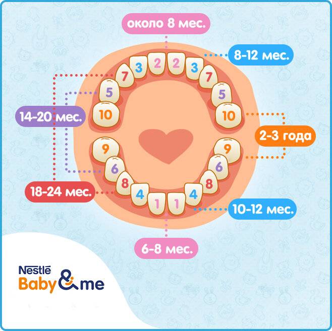 Сколько зубов должно быть у ребенка? – новости и статьи refformat