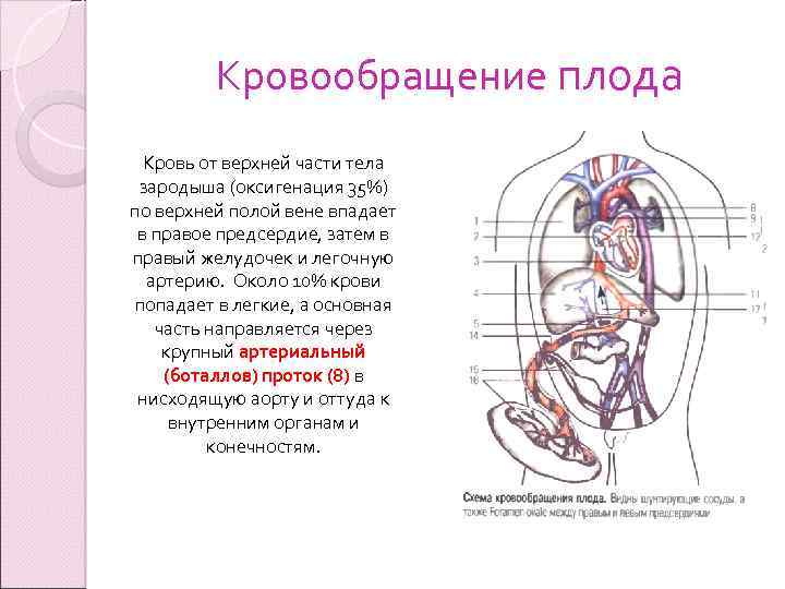 Глава ix. органогенез и гистогенез