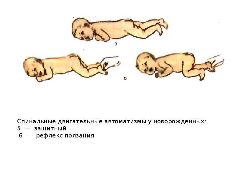 Физиологические особенности новорожденных щенков и котят