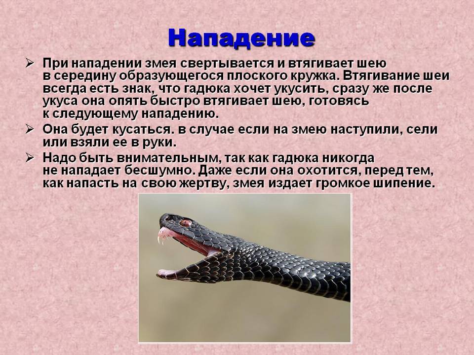 Опасна ли гадюка для человека. Укус гадюки обыкновенной. Укусы ядовитых и неядовитых змей. Опасное животное для человека змея.