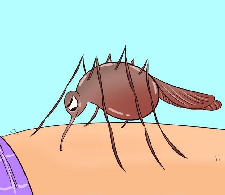 Почему одних кусают, а других нет? врач объясняет, каких белорусских насекомых нужно остерегаться