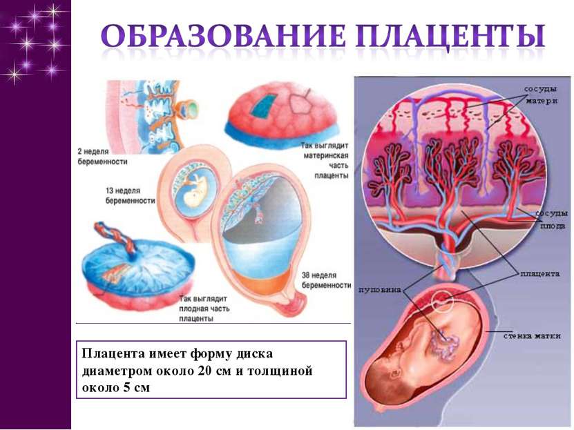 Анатомия плаценты человека - информация: