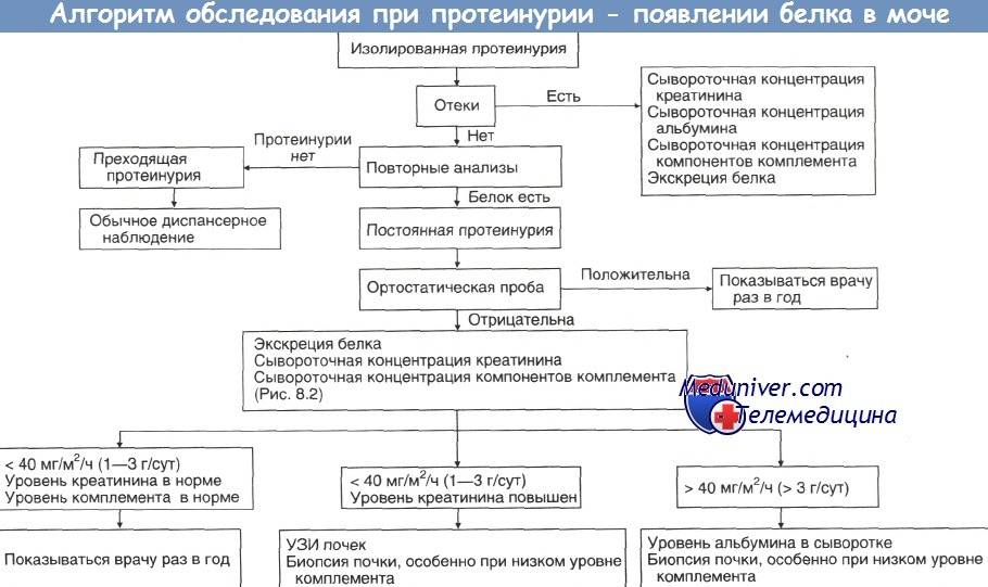 Что значит следы белка в моче